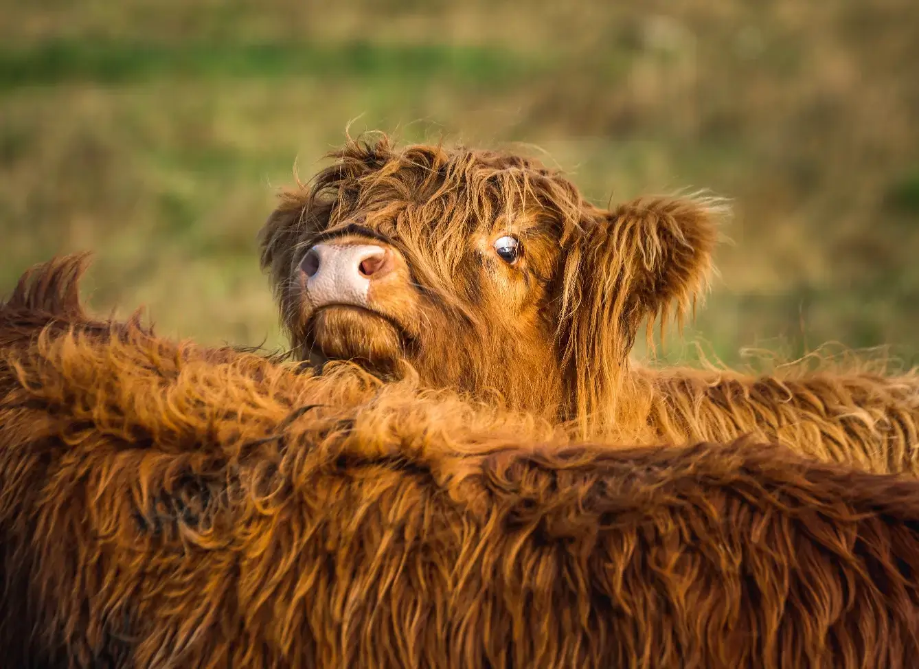 Wołowina rasy Highland, prosto z własnej hodowli